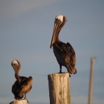 The beautiful brown pelican